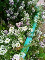IMG-20190910-WA0028.jpg