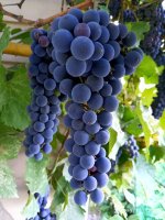 IMG-20190910-WA0040.jpg