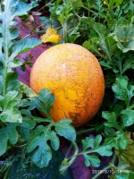 IMG-20190910-WA0034.jpg
