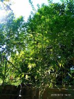 IMG-20190912-WA0017.jpg