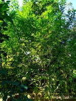 IMG-20190912-WA0013.jpg