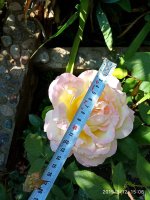 IMG-20190912-WA0019.jpg