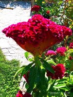 IMG-20190912-WA0023.jpg