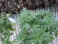 сияние 1.09.jpg