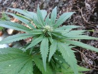 сияние 12 (1).jpg