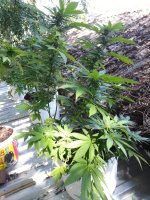 сияние 12 (2).jpg