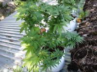 сияние 12 (3).jpg