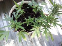 авточиз 12 (1).jpg