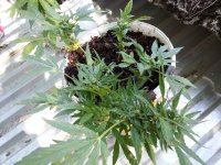 авточиз 12 (2).jpg