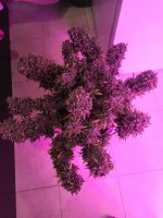 IMG_20190915_093545.jpg