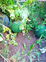 IMG-20190916-WA0024.jpg