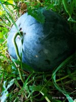 IMG-20190916-WA0019.jpg