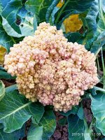 IMG-20190916-WA0018.jpg