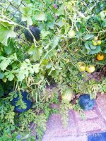 IMG-20190916-WA0017.jpg