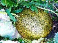 IMG-20190916-WA0016.jpg