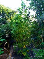 IMG-20190916-WA0033.jpg