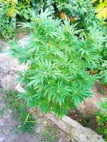 IMG-20190916-WA0032.jpg