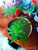 IMG-20190916-WA0043.jpg