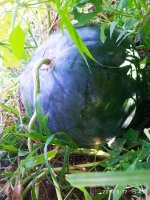 IMG-20190917-WA0001.jpg