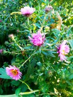 IMG-20190917-WA0010.jpg