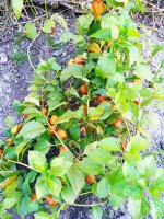 IMG-20190918-WA0015.jpg