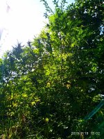 IMG-20190920-WA0010.jpg
