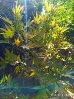 IMG-20190920-WA0021.jpg