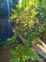 IMG-20190920-WA0019.jpg