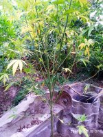 IMG-20190920-WA0025.jpg