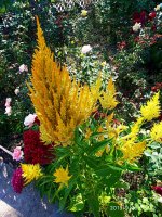 IMG-20190920-WA0041.jpg