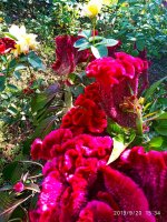 IMG-20190920-WA0035.jpg