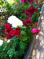 IMG-20190920-WA0034.jpg