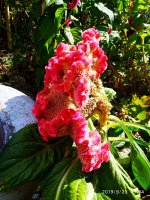 IMG-20190920-WA0033.jpg