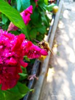 IMG-20190920-WA0029.jpg
