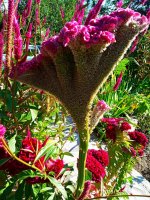 IMG-20190920-WA0028.jpg