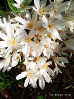 IMG-20190920-WA0051.jpg