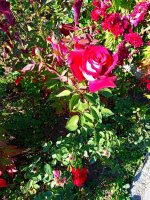 IMG-20190920-WA0062.jpg