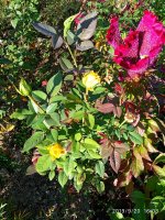 IMG-20190920-WA0057.jpg