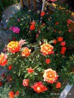 IMG-20190920-WA0056.jpg