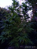 IMG-20190921-WA0009.jpg