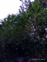 IMG-20190921-WA0008.jpg