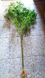 IMG-20190921-WA0019.jpg