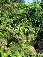 IMG-20190922-WA0005.jpg