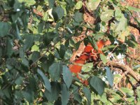 IMG_2132.JPG