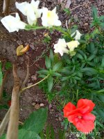 IMG-20190923-WA0038.jpg