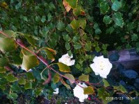 IMG-20190923-WA0036.jpg