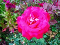IMG-20190923-WA0034.jpg