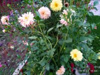 IMG-20190923-WA0030.jpg