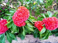 IMG-20190923-WA0028.jpg