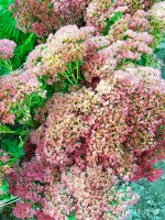 IMG-20190923-WA0025.jpg